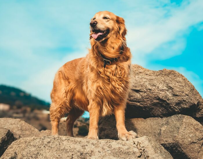 Golden Retriever standing on rocks under a clear blue sky, showcasing the breed's friendly and confident nature.