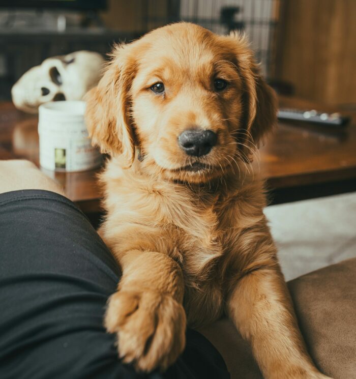 Golden Retriever puppy resting its paw on a person's leg indoors.