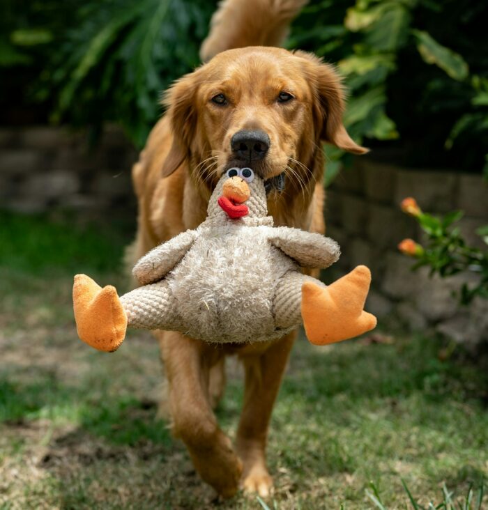 Golden Retriever carrying a plush toy in its mouth while walking on grass.