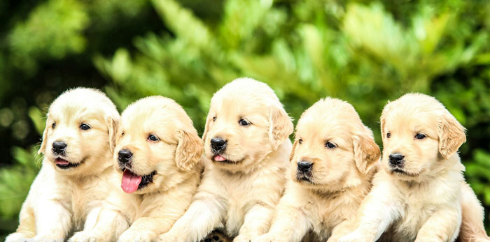 Five adorable Labrador Retriever puppies sitting together outdoors.