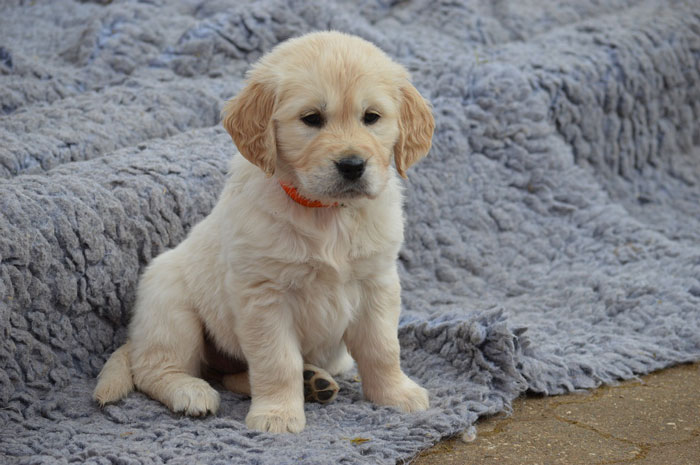 Labrador Retriever puppy sitting on a soft blue blanket.