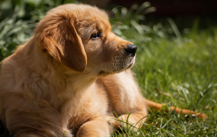 Labrador Retriever puppy lying on grass in the sunlight.