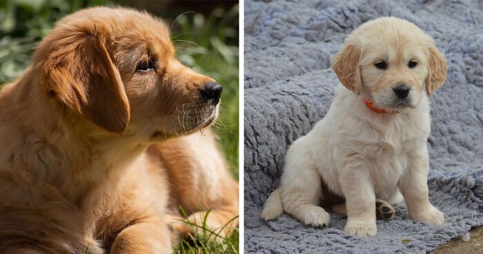Top 250 Labrador Retriever Names For Your New Puppy Bored Panda Top 250 Labrador Retriever Names For Your New Puppy Bored Panda
