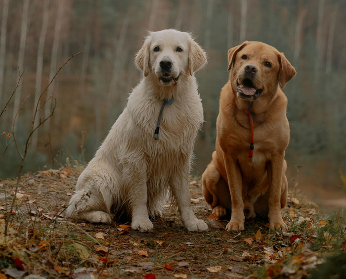 Golden Retriever and Labrador Retriever sitting outdoors in a forest setting.