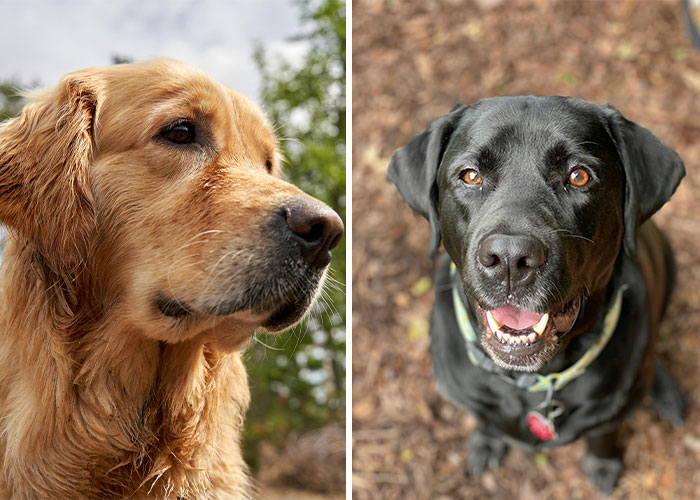 Golden Retriever and Labrador Retriever side by side, showcasing breed differences.