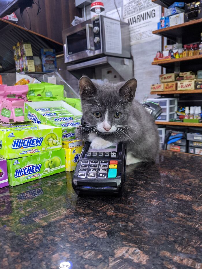 We Capture The Essence Of NYC Through Cute And Funny Photos Of Bodega Cats