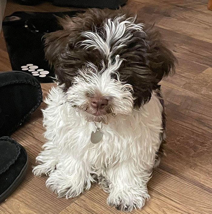 Fluffy Havapoo puppy sitting on wooden floor, displaying its curly coat.