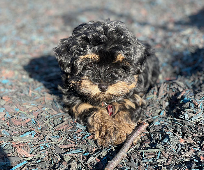 Fluffy black and tan Havapoo puppy lying on mulch in the sunlight.