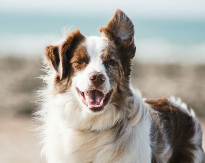 Happy dog on a beach, healthy dog breed with minimal health problems.