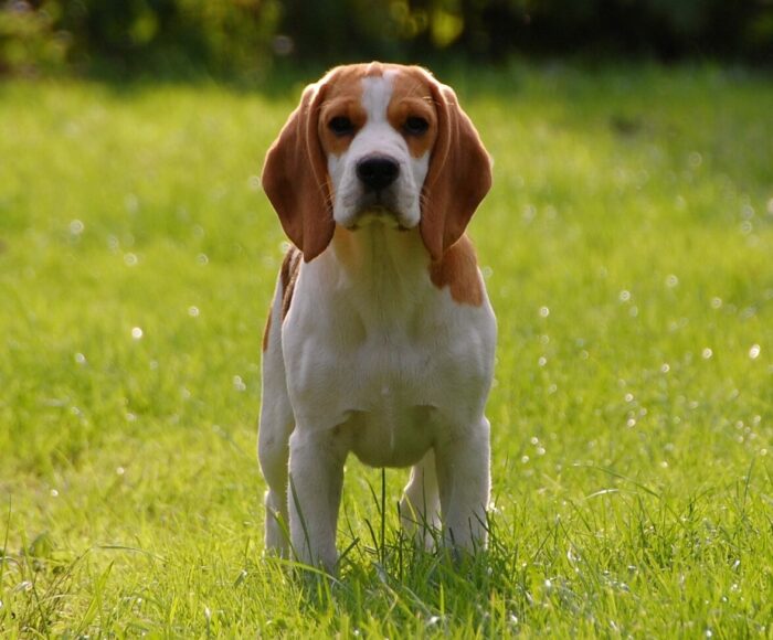 Beagle standing on grass, representing healthy dog breeds with minimal health problems.