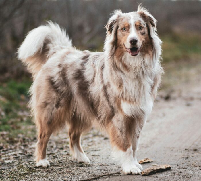 Healthy dog breed with minimal health issues, standing on a dirt path looking content and alert.