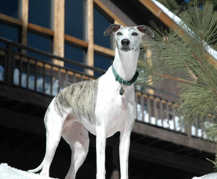 Whippet standing confidently in front of a house, showcasing one of the healthiest dog breeds.