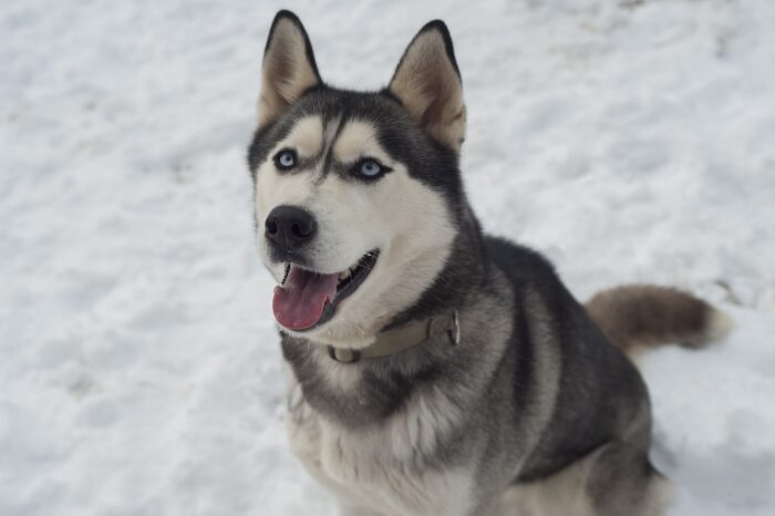 Siberian Husky sitting in the snow, representing one of the healthiest dog breeds.