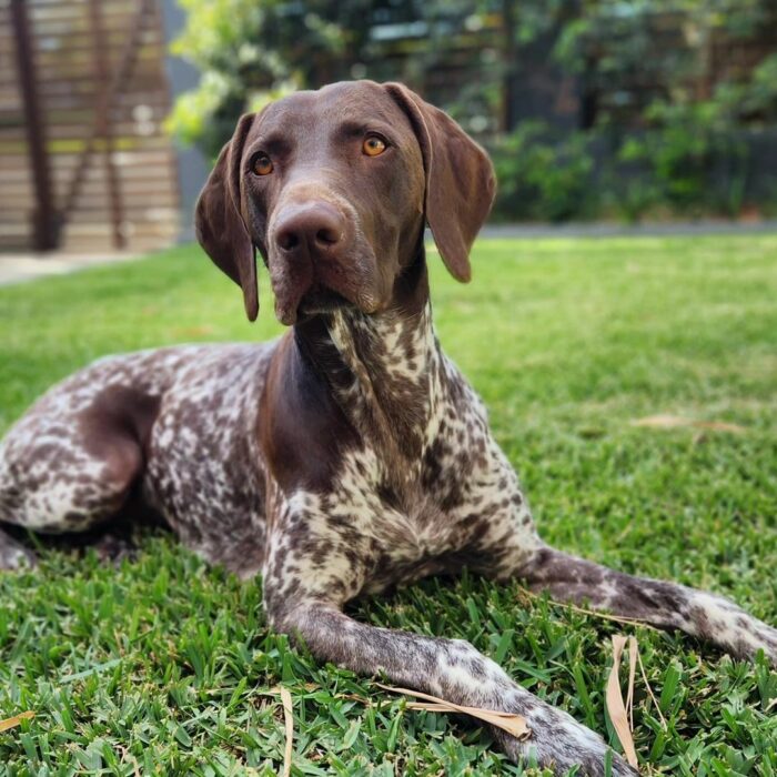 Shorthaired pointer resting on grass, representing one of the healthiest dog breeds with least health problems.