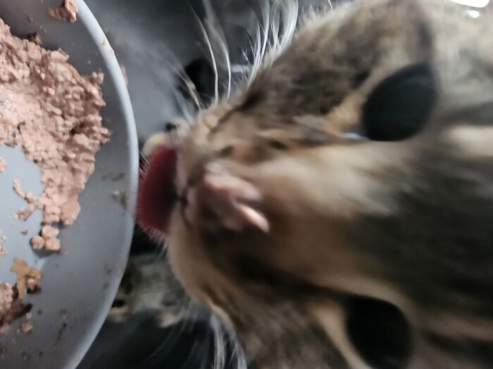 The Last Picture I Took Of Kiddle, On Her Way To The Vet, Eating Her Last Meal With It On Her Nose. Im Sorry, But Know We Love You So Much🕊