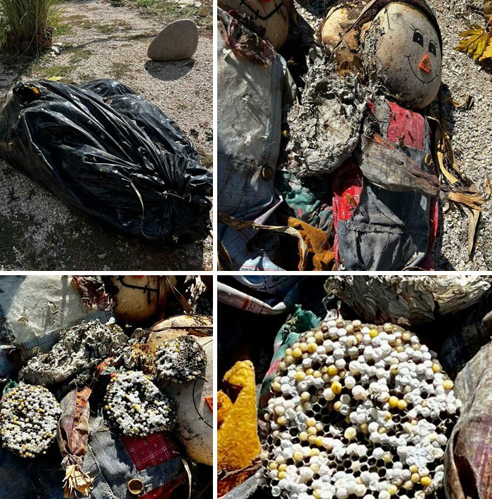 Fui a sacar la decoración para poner en el jardín y resulta que unas avispas se han mudado ahí