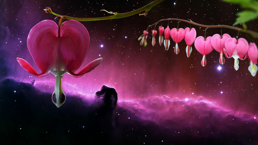 "Well, Why Not A Space Flower? Why Do We Always Expect Metal Ships?": A Collection Of Photo Collages From The Wildflowers' Movement Support Group