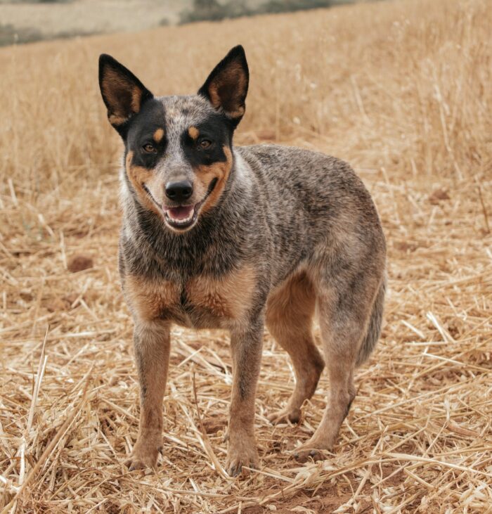 Portrait of an Australian Cattle Dog standing in a field Portrait of an Australian Cattle Dog standing in a field