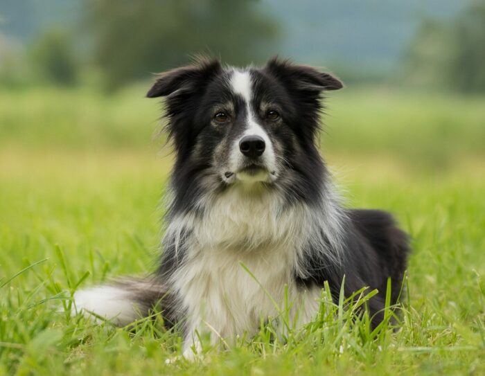 border collie dog lying on the ground border collie dog lying on the ground