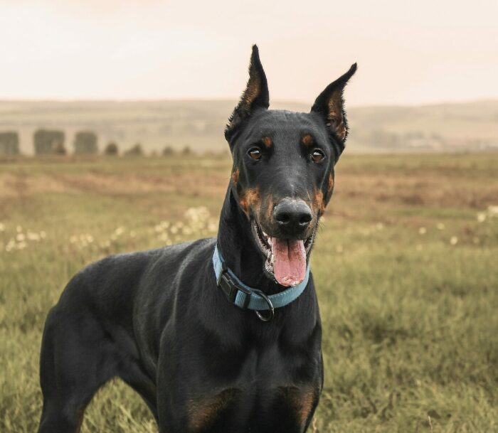 doberman pinscher in the field doberman pinscher in the field