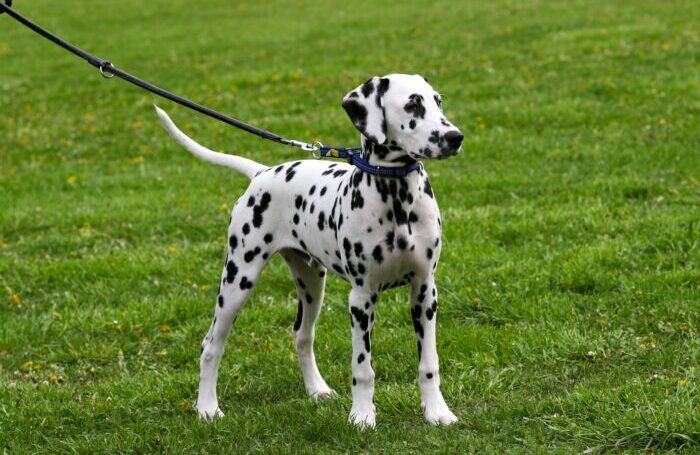 Dalmatian in the field Dalmatian in the field