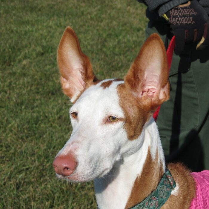 ibizan hound dog watching ibizan hound dog watching