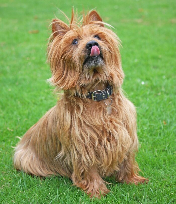 australian terrier sitting and looking australian terrier sitting and looking