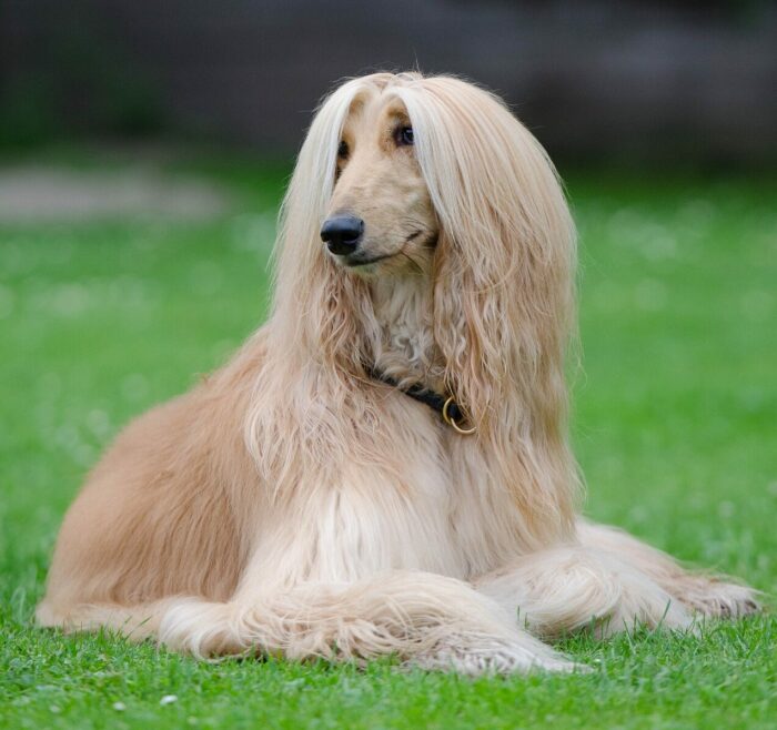 afghan greyhound lying on the ground afghan greyhound lying on the ground