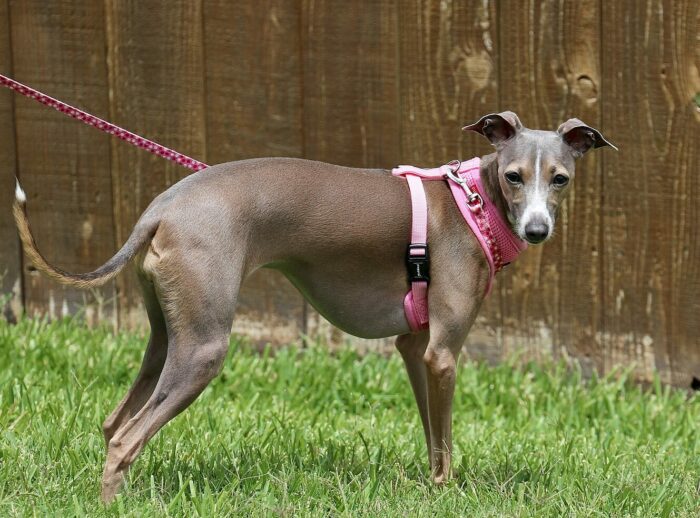 italian greyhound standing and looking italian greyhound standing and looking