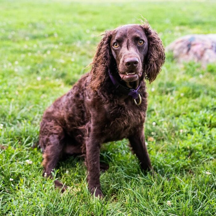 American water spaniel sitting and looking American water spaniel sitting and looking