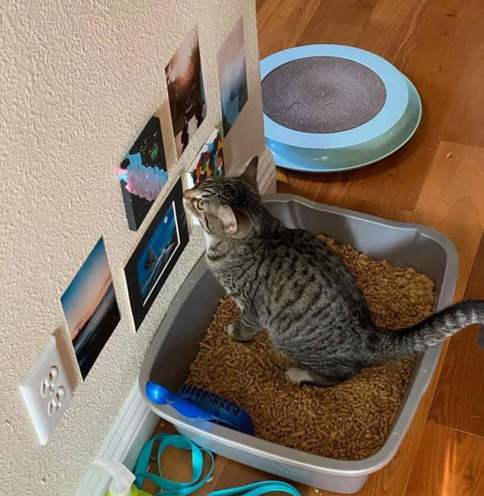 Cat curious in litter box, examining photos on the wall.