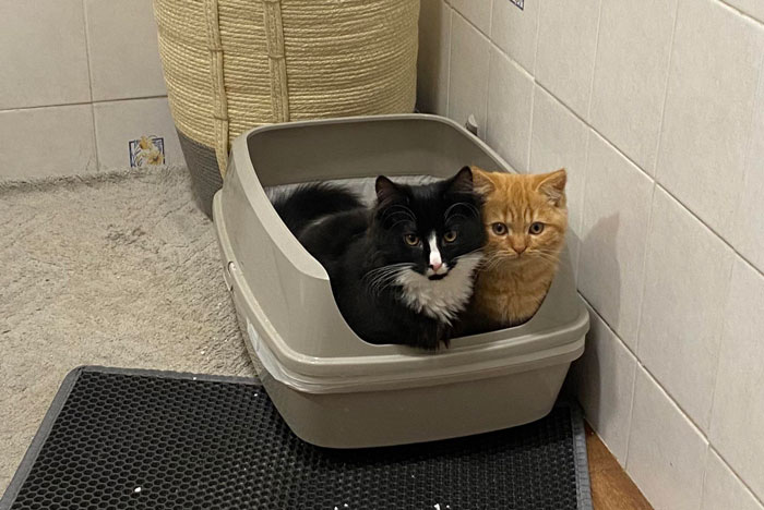 Two cats sitting in a litter box, illustrating feline instincts for litter use.