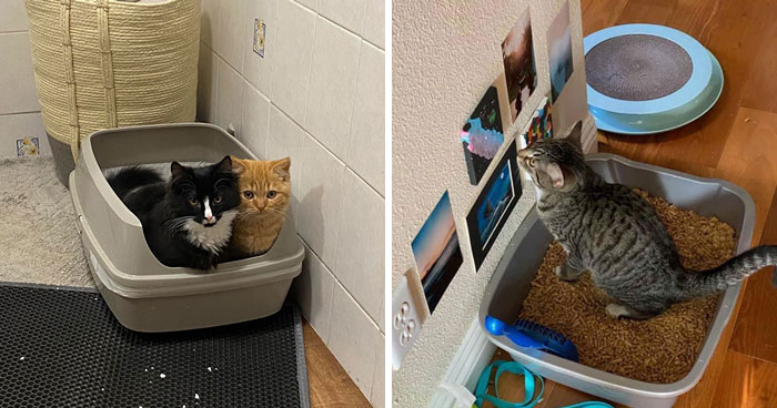 How Do Cats Know to Use the Litter Box? Vet Expert View