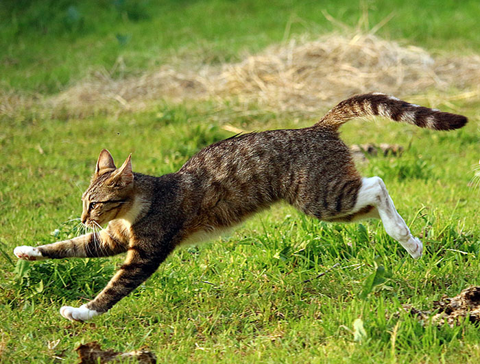 Tabby house cat running swiftly across a grassy field.