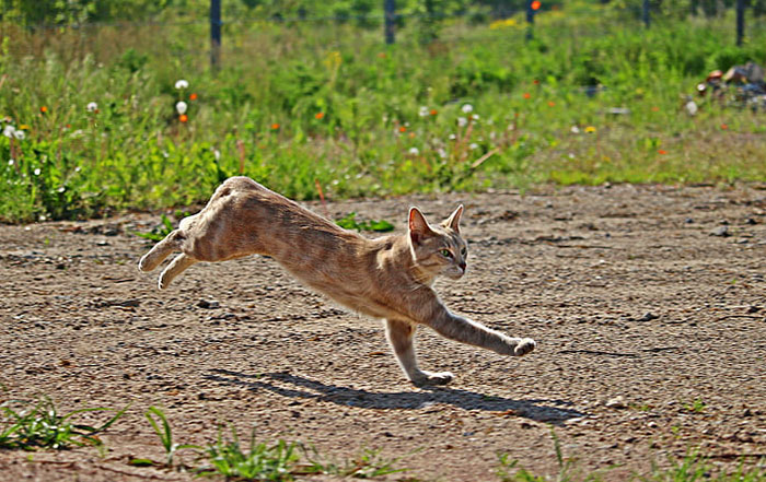 House cat sprinting across a dirt path with green grass in the background.