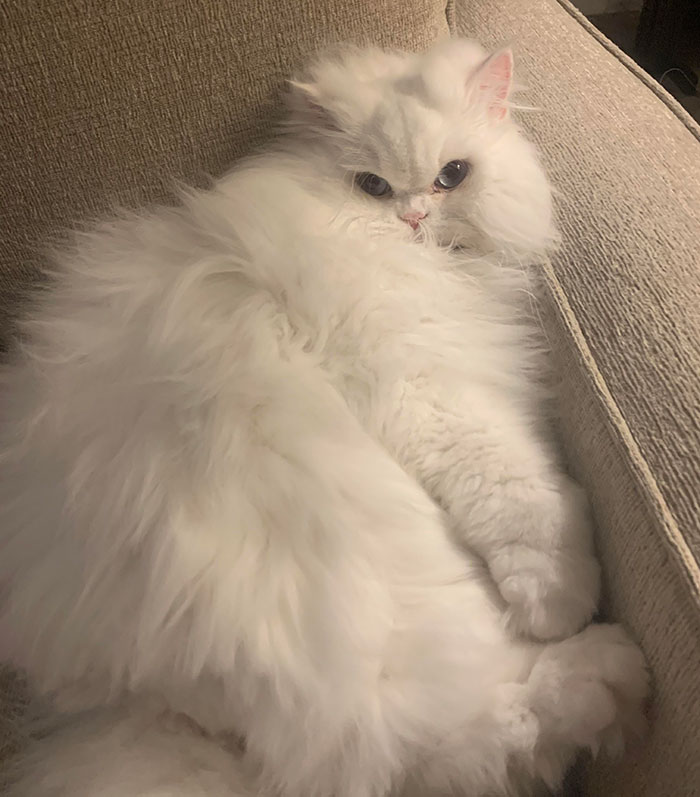 Fluffy white house cat lounging on a couch, showcasing its relaxed demeanor and soft fur.