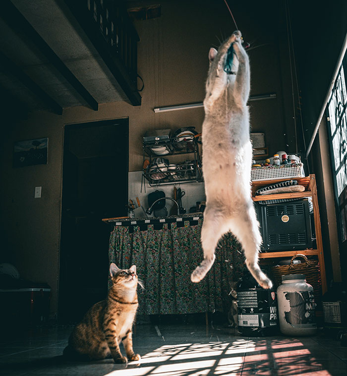 Cat demonstrating incredible jumping ability in a kitchen, reaching for a toy while another cat watches.