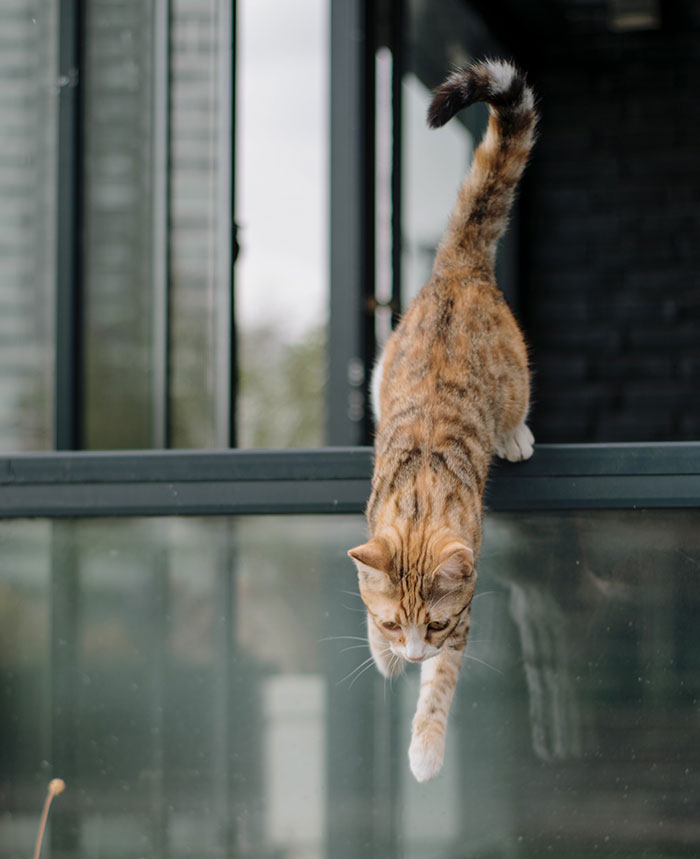 Cat demonstrating its incredible jumping ability while leaping over a glass railing.