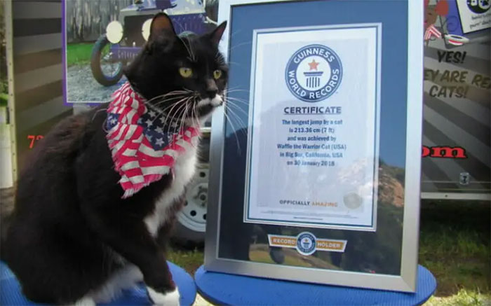 Cat with Guinness World Records certificate demonstrating incredible jumping ability.