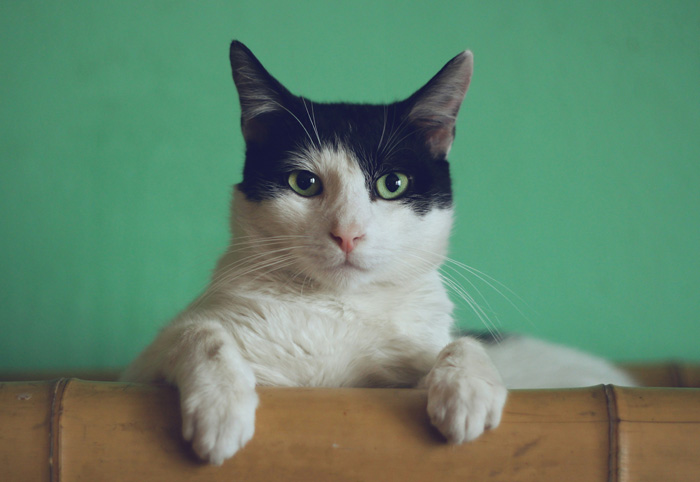 Black and white cat with green eyes sitting on wooden surface, related to cat peeing habits and vet advice.