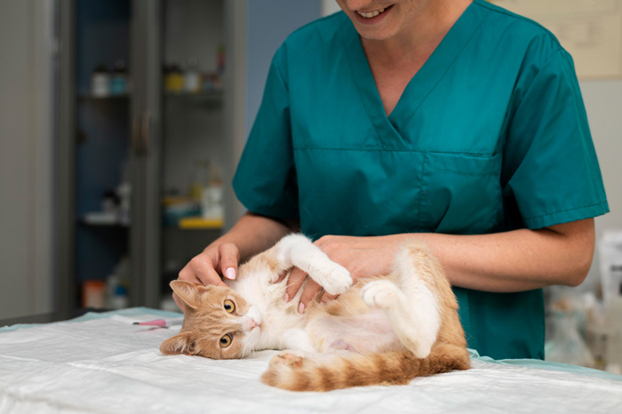 Vet examining a cat lying on a table, focusing on pet health and urinary concerns.