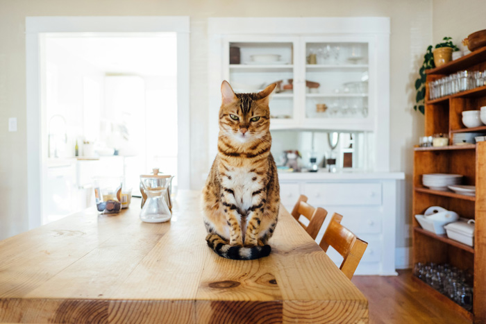 Cat sitting on a kitchen table, highlighting reasons cats might not eat and duration without food.