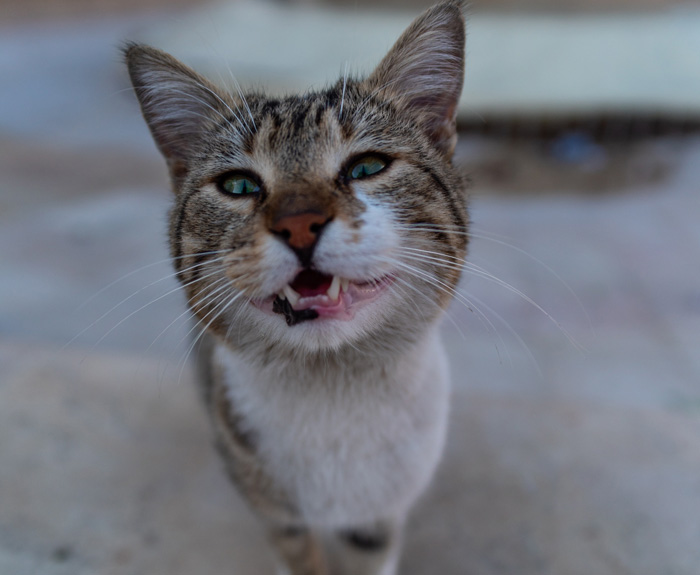 Close-up of a cat appearing hungry, highlighting reasons for not eating.