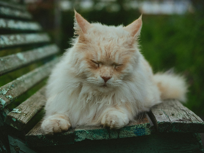 Fluffy cat resting on a wooden bench, symbolizing feline fasting and reasons for not eating.