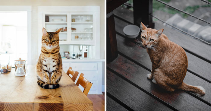 How Long Can Cats Go Without Food and 10 Reasons of Not Eating