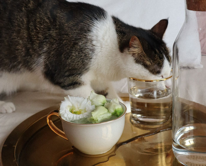 Cat drinking water from a glass on a tray, illustrating feline hydration needs.