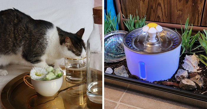 How Long Can Cats Go Without Water? Vet Tech Overview