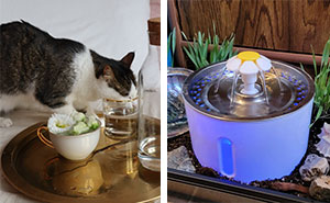 How Long Can Cats Go Without Water? Vet Tech Overview