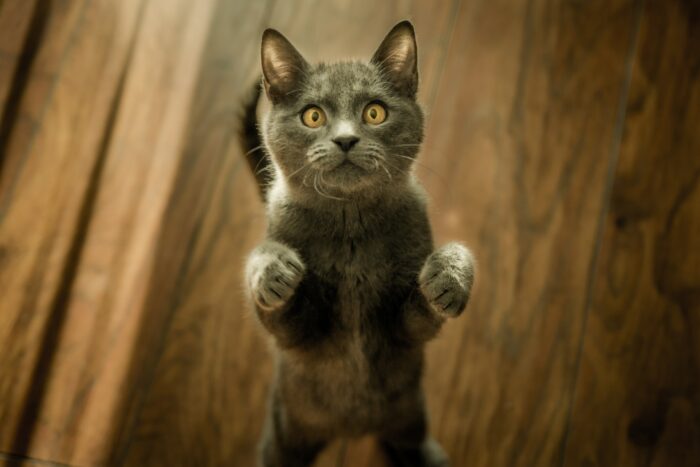 Gray cat with paws raised, showcasing claws on wooden floor, emphasizing nail trimming and paw care. Gray cat with paws raised, showcasing claws on wooden floor, emphasizing nail trimming and paw care.
