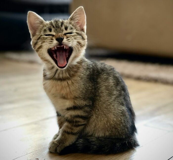 A tabby kitten yawning, showing its feline teeth, sits on a wooden floor.